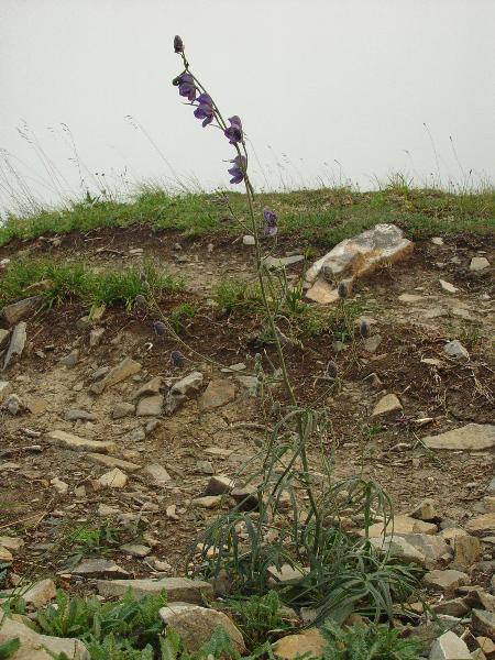 Photo of Aconitum delphiniifolium by <a href="http://www.cdhs.us">Alfred Cook</a>