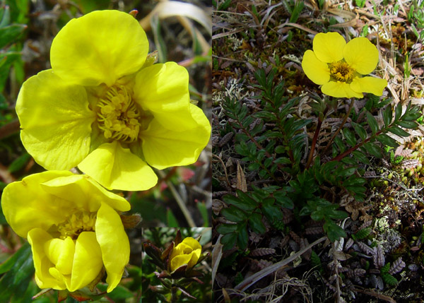 Photo of Geum rossii by <a href="http://www.cdhs.us">Alfred Cook</a>