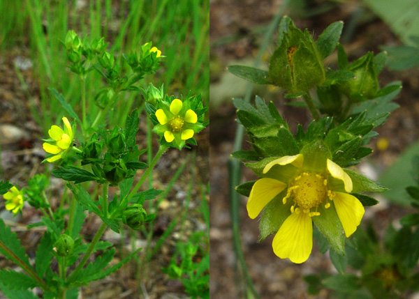 Photo of Potentilla norvegica by <a href="http://www.cdhs.us">Alfred Cook</a>