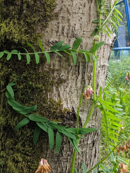 Photo of Vicia nigricans var. gigantea by Paul Dawson