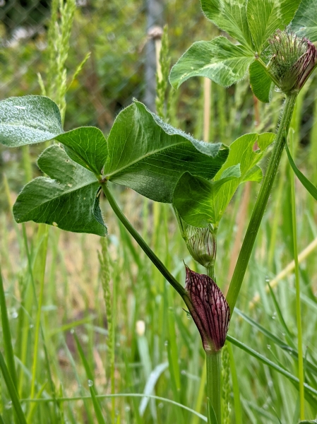 Photo of Trifolium pratense by Paul Dawson