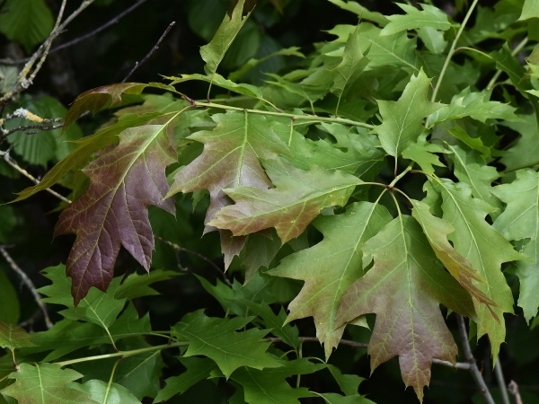 Photo of Quercus rubra by Virginia Skilton