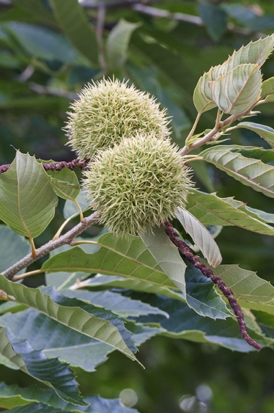 Photo of Castanea dentata by Creative Commons