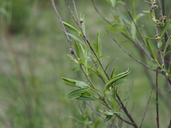 Photo of Salix petiolaris by Neal Foord