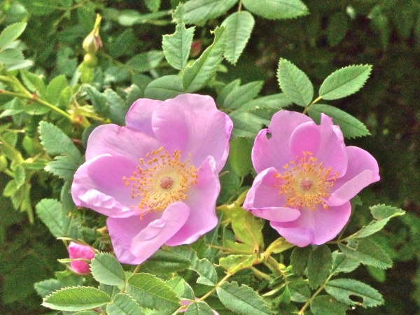 Photo of Rosa nutkana by Rosemary Taylor