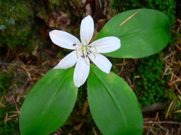 Photo of Clintonia uniflora by <a href="http://www.beatymuseum.ubc.ca/herbarium/index.html">Olivia Lee</a>
