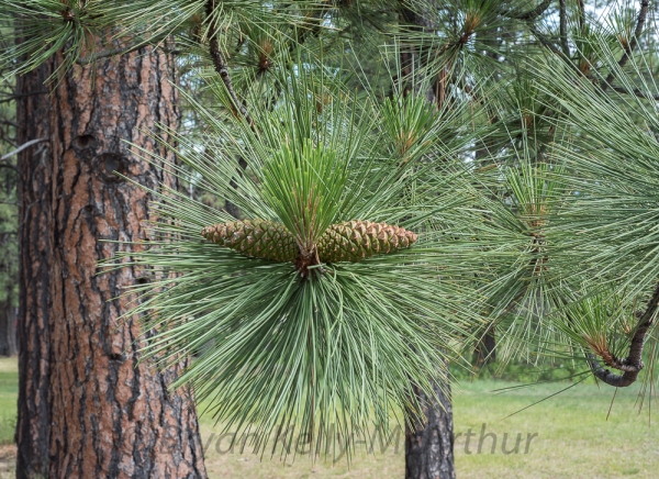 Photo of Pinus ponderosa by Bryan Kelly-McArthur