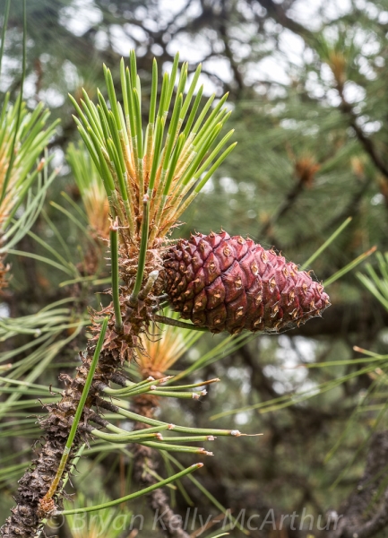 Photo of Pinus ponderosa by Bryan Kelly-McArthur