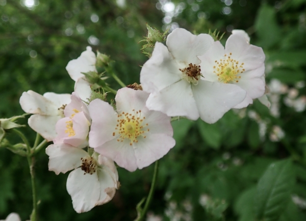 Photo of Rosa multiflora by Brian Klinkenberg