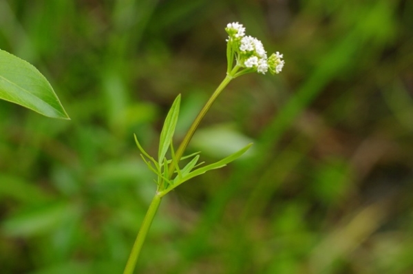 Photo of Valeriana dioica by <a href="http://www.poulinenvironmental.com">Vince Poulin</a>