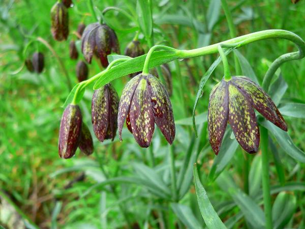 Photo of Fritillaria affinis var. affinis by <a href="http://www.beatymuseum.ubc.ca/herbarium/index.html">Olivia Lee</a>