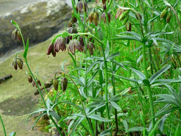 Photo of Fritillaria affinis var. affinis by <a href="http://www.beatymuseum.ubc.ca/herbarium/index.html">Olivia Lee</a>
