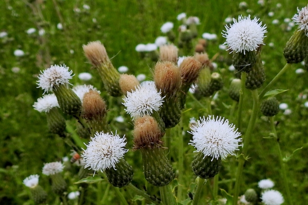 Photo of Cirsium arvense by Val George