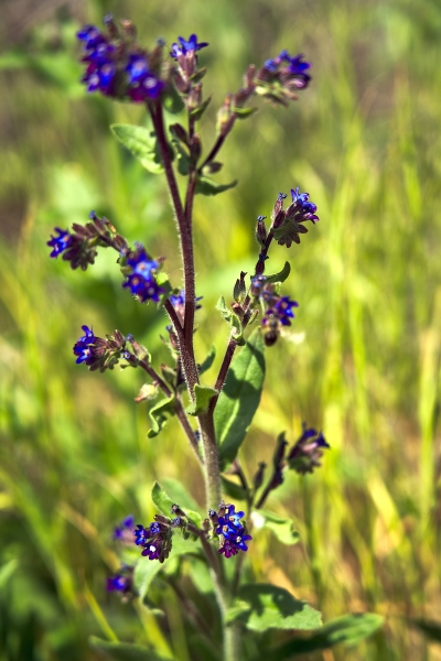 Photo of Anchusa officinalis by <a href="http://www.flickr.com/photos/wolfnowl">Mike Nelson Pedde</a>