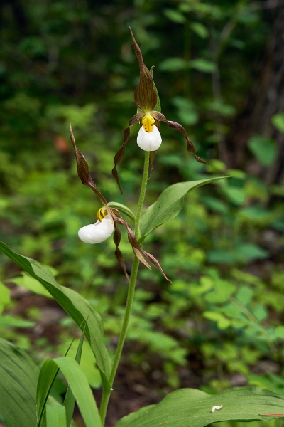 Photo of Cypripedium montanum by <a href="http://www.flickr.com/photos/wolfnowl">Mike Nelson Pedde</a>