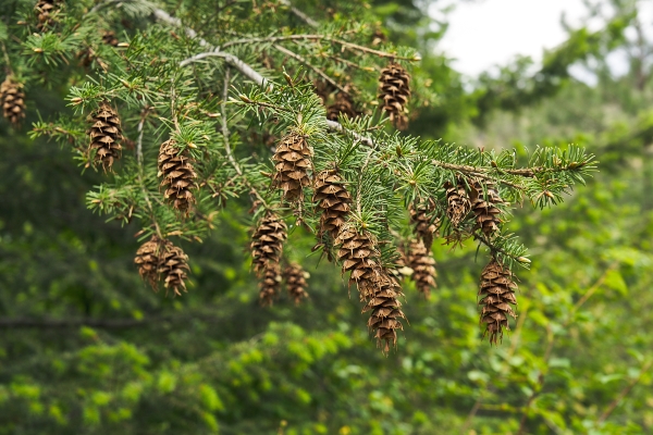 Photo of Pseudotsuga menziesii by <a href="http://www.flickr.com/photos/wolfnowl">Mike Nelson Pedde</a>