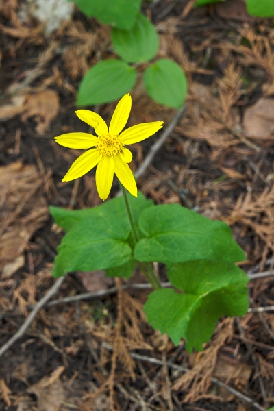Photo of Arnica cordifolia by <a href="http://www.flickr.com/photos/wolfnowl">Mike Nelson Pedde</a>