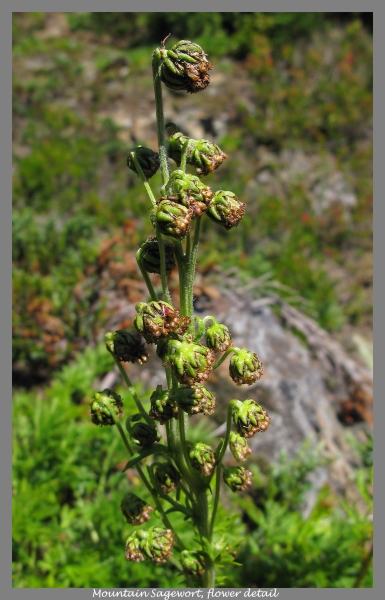 Photo of Artemisia norvegica by john brears