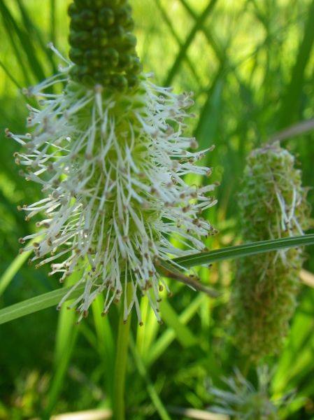 Photo of Sanguisorba canadensis by Grant Christensen