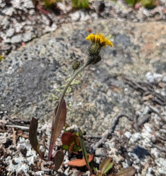 Photo of Hieracium triste by Vanessa  Robinson