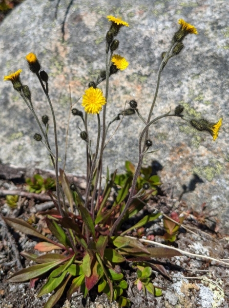 Photo of Hieracium triste by Vanessa  Robinson