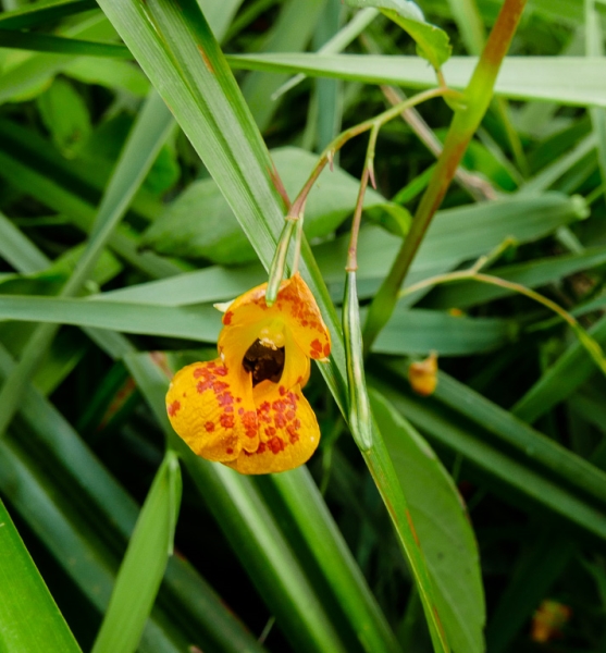 Photo of Impatiens capensis by john brears