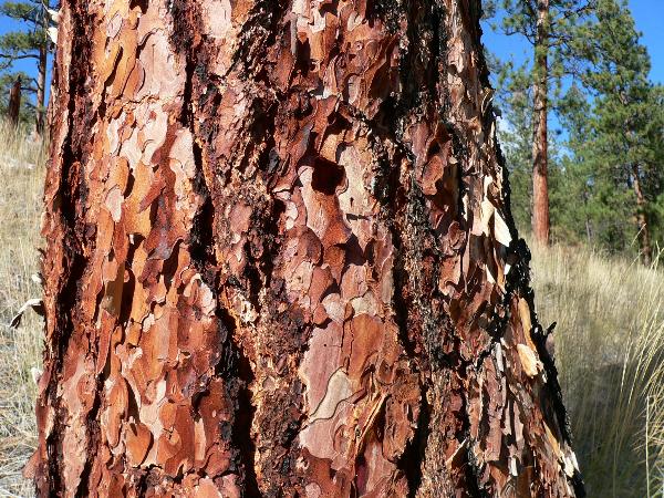 Photo of Pinus ponderosa by <a href="http://www.beatymuseum.ubc.ca/herbarium/index.html">Olivia Lee</a>