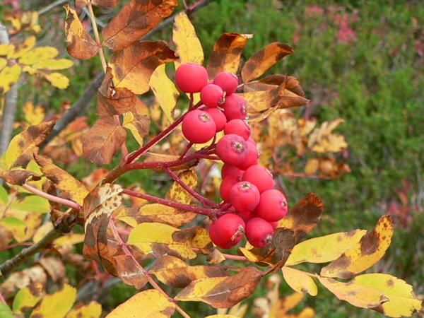 Photo of Sorbus sitchensis by <a href="http://www.beatymuseum.ubc.ca/herbarium/index.html">Olivia Lee</a>