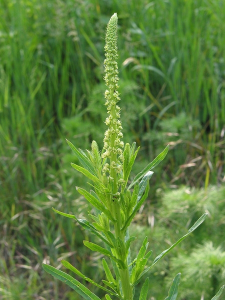 Photo of Reseda luteola by Robert Flogaus-Faust