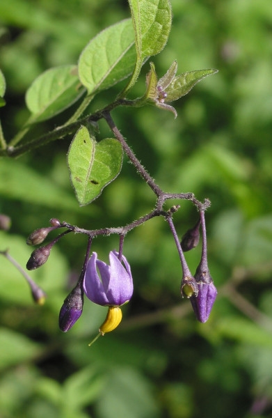 Photo of Solanum dulcamara by Robert Flogaus-Faust