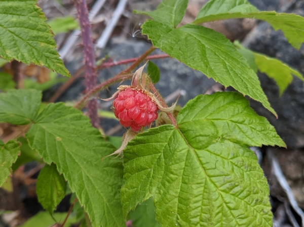 Photo of Rubus idaeus by Paul Dawson