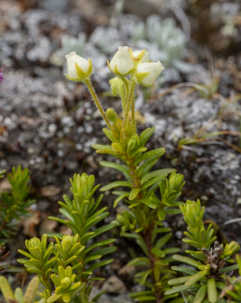 Photo of Phyllodoce glanduliflora by David Shackleton
