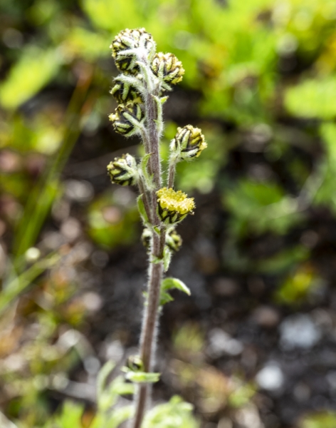 Photo of Artemisia norvegica by David Shackleton
