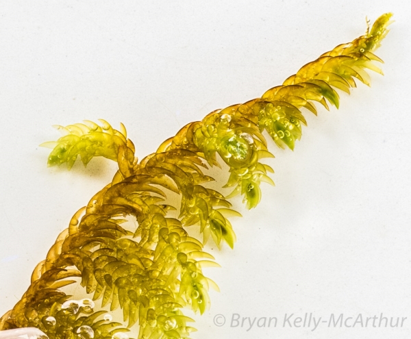 Photo of Scorpidium scorpioides by Bryan Kelly-McArthur