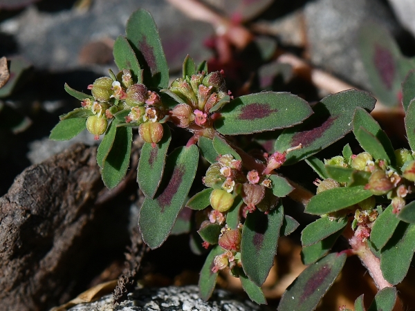 Photo of Euphorbia maculata by Virginia Skilton