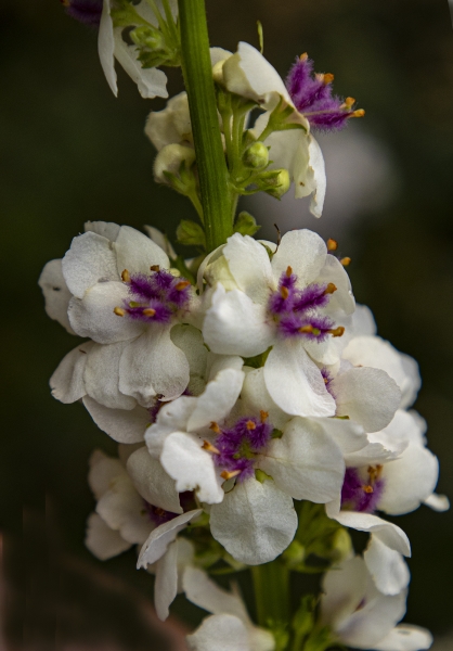 Photo of Verbascum chaixii  by john brears