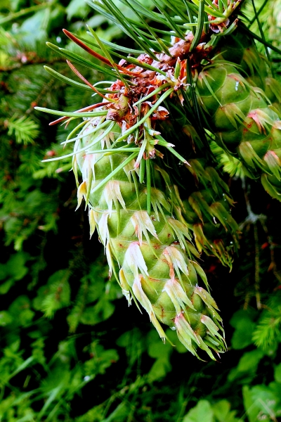 Photo of Pseudotsuga menziesii by Val George
