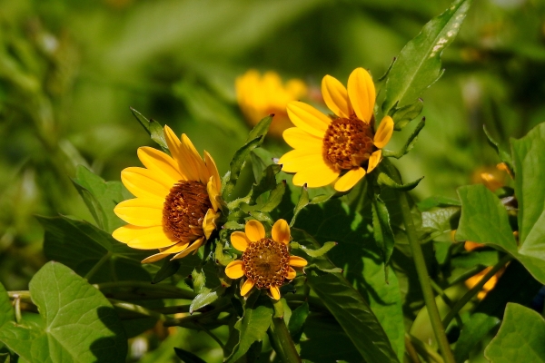 Photo of Bidens amplissima by Val George