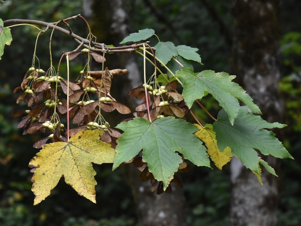 Photo of Acer pseudoplatanus by Virginia Skilton