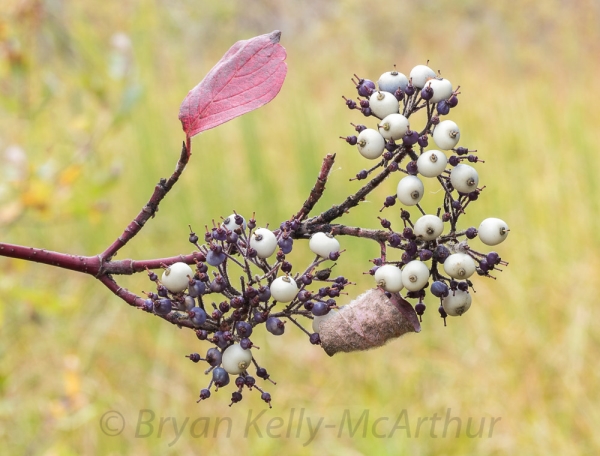 Photo of Cornus sericea by Bryan Kelly-McArthur
