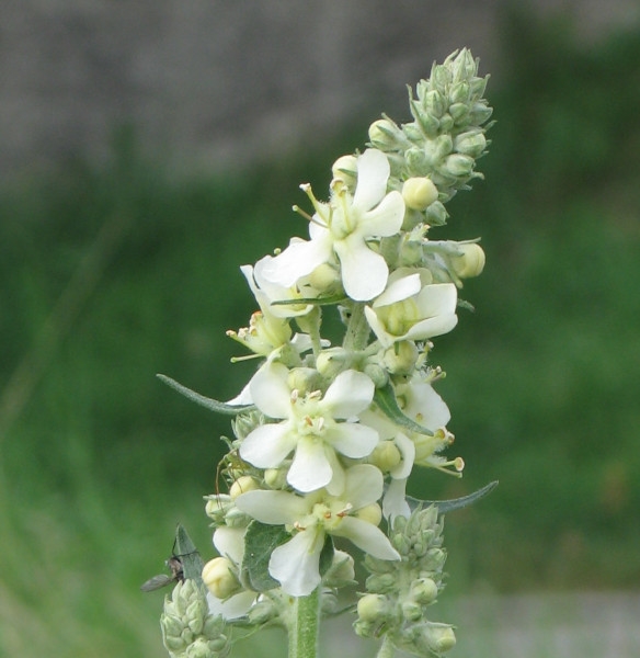 Photo of Verbascum lychnitis by Robert Flogaus-Faust
