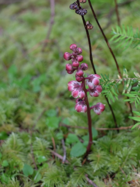 Photo of Pyrola aphylla by GARY SCHAAN