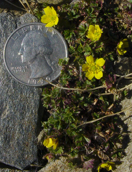 Photo of Potentilla elegans by <a href="http://www.cdhs.us">Alfred Cook</a>
