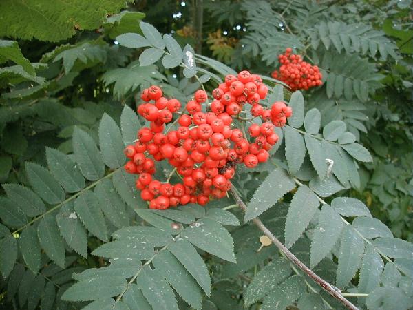 Photo of Sorbus aucuparia by <a href="http://edleymapsandgraphics.com">Mike Edley</a>