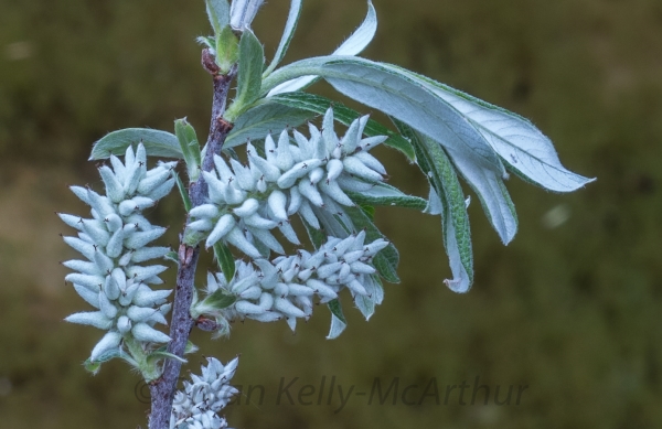 Photo of Salix drummondiana by Bryan Kelly-McArthur