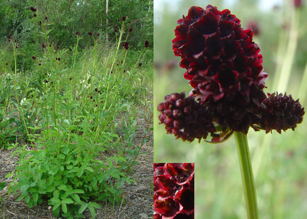 Photo of Sanguisorba officinalis by <a href="http://www.cdhs.us">Alfred Cook</a>