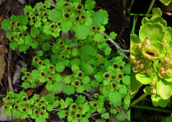 Photo of Chrysosplenium tetrandrum by <a href="http://www.cdhs.us">Alfred Cook</a>