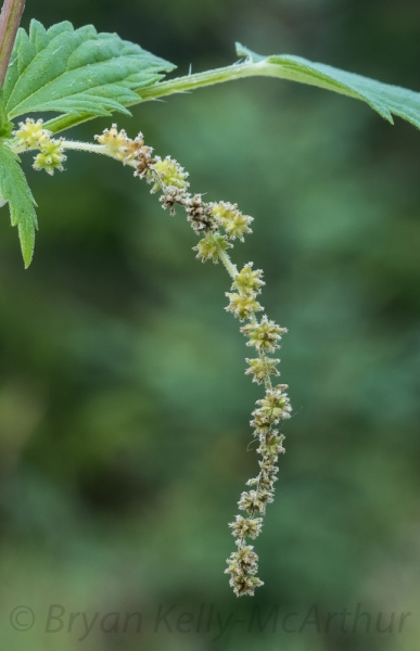 Photo of Urtica dioica ssp. dioica by Bryan Kelly-McArthur