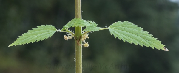 Photo of Urtica dioica ssp. dioica by Bryan Kelly-McArthur