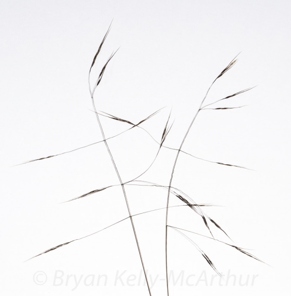 Photo of Achnatherum richardsonii by Bryan Kelly-McArthur
